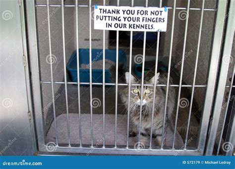 Cat In A Cage At The Animal Shelter Stock Image - Image of humane ...