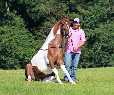 Tennessee Walker Archives - Platinum Equine Auction