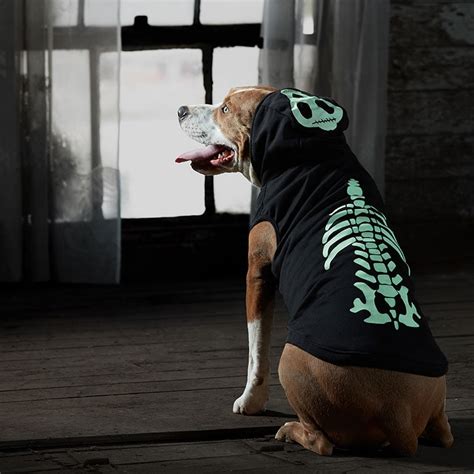 10 Scream-worthy Scary Dog Costumes for Halloween | BeChewy