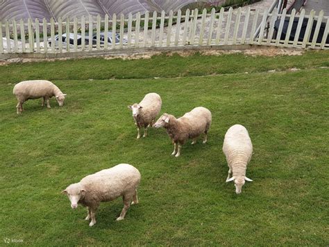 The Sheep Sanctuary Ticket in Cameron Highland - Klook Malaysia