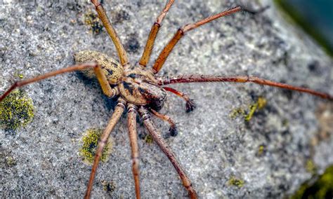 5 of the Biggest Spiders in Oregon - A-Z Animals