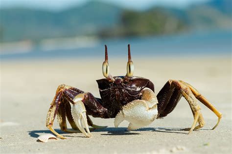 Why are they called Ghost crabs? How big do they get?