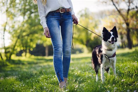 Important Reasons to Walk the Dog – ActiveBeat – Your Daily Dose of Health Headlines