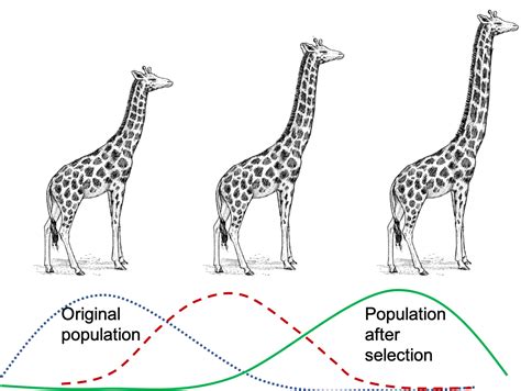 2.3 Adaptive Evolution – VCU BIOL 152: Introduction to Biological Sciences II