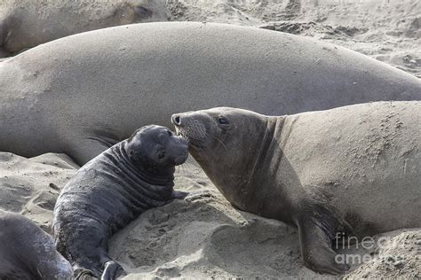 California Elephant Seals Photograph by Jose M Beltran