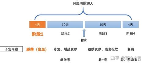 关于月经的科普干货（二）：用一个故事来快速理解月经、激素和周期 - 知乎