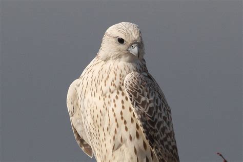 White Morph Gyrfalcon | Flickr - Photo Sharing!