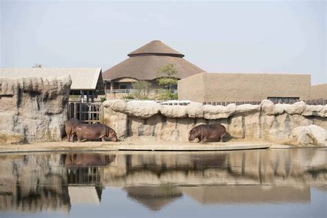 Dubai Safari Park | MAT ZOOS