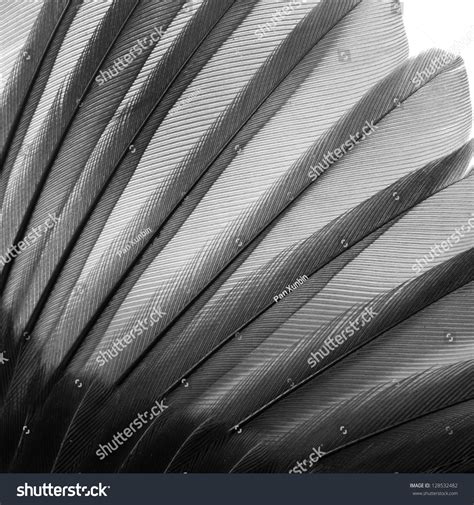 Bird Wing Pattern Feather Texture Stock Photo 128532482 : Shutterstock