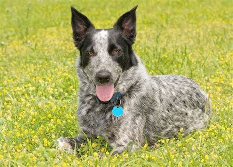 Texas Heeler: 14 Facts You Never Knew About The Texas Cattle Dog – All ...