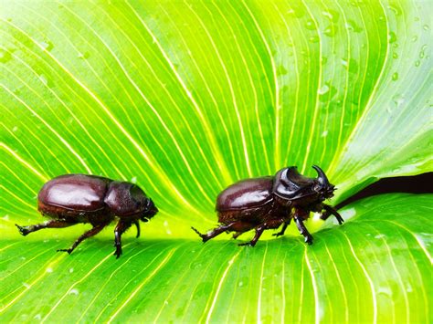 Green Rhinoceros Beetles