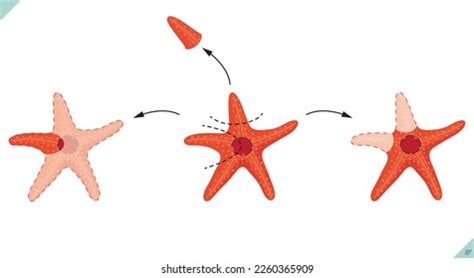 Biology Starfish Regeneration Schematic Regeneration Event Stock Vector (Royalty Free ...