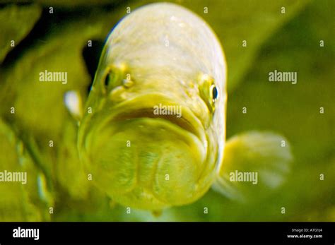 Funny goofy fish with strange expression on its face Stock Photo - Alamy