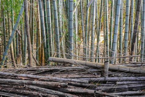 Dry Dead and Stem Life Bamboo in the Forest Environment Background. Stock Image - Image of wood ...