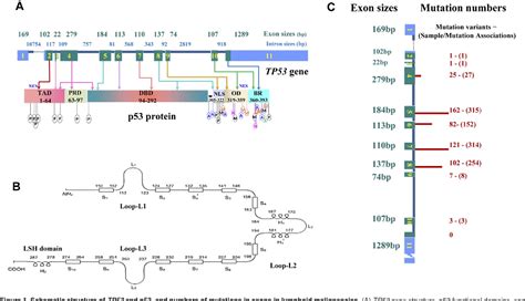 Figure 2 from Dysfunction of the TP53 tumor suppressor gene in lymphoid malignancies. | Semantic ...