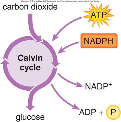 Module 2 Part B Cell Function and Energetics