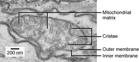 Ribosomes, Mitochondria, and Peroxisomes | Biology for Majors I