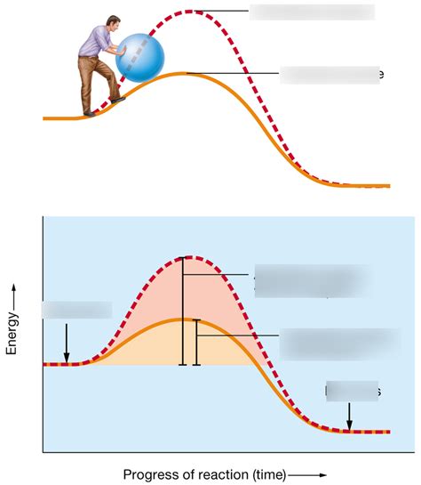 Blank Enzyme Activation Energy Graph