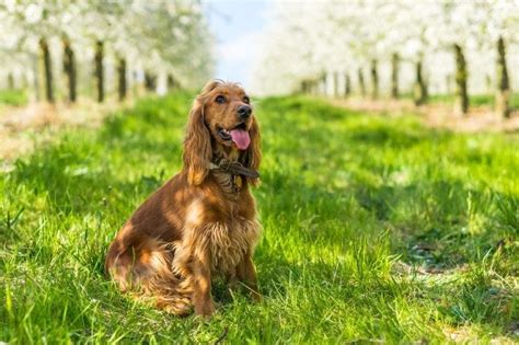 24 Cocker Spaniel Colors & Patterns (With Pictures) | Hepper