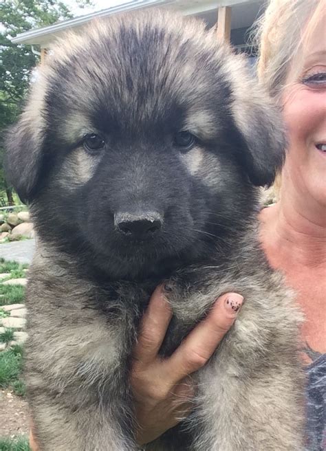 Shiloh Shepherd Puppies For Sale