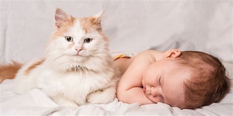 10 Tips To Help Cats And Babies Get Along - Cats.com