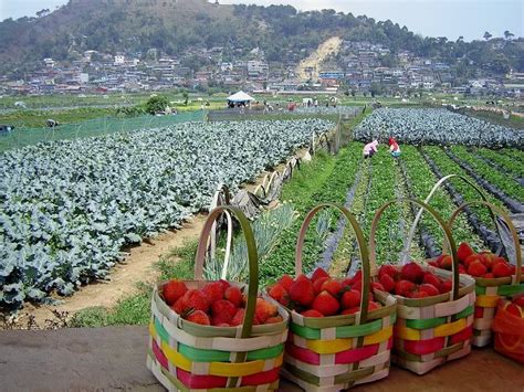 Strawberry fields forever (La Trinidad Valley, Benguet) | Baguio, Baguio philippines, Strawberry ...