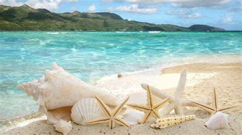Seashells On The Beach Wallpapers - Wallpaper Cave