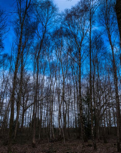 A Woodland Copse – What is it and What Might We Find in It? – Cumbria ...