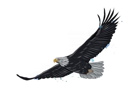 Flying bald eagle from a splash of watercolor, colored drawing ...