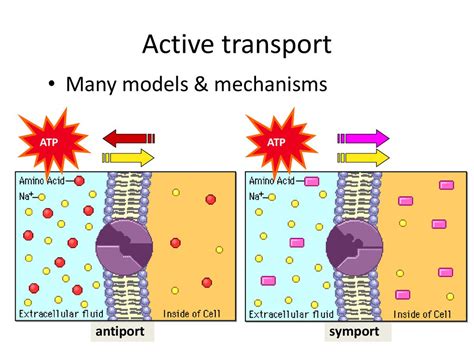 Cell Membrane Fluid Mosaic - online presentation