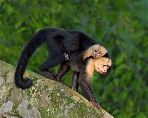 Monkey On My Back Photograph by Tony Beck - Fine Art America