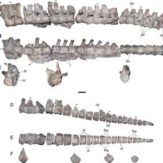 The most complete specimen of Kawanectes lafquenianum (Sauropterygia, Plesiosauria): New data on ...