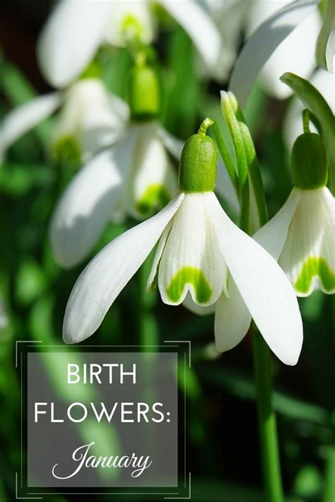 Birth Flowers: January - Carnations & Snowdrops | Popular, The o'jays and Birthdays