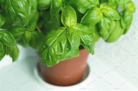 Fresh basil herb in a pot featuring aromatic, cooking, and cuisine ...