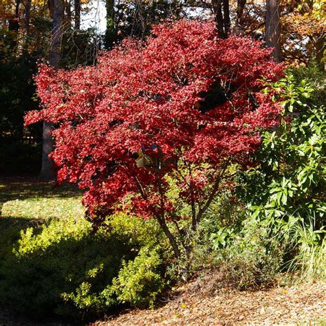 Red Japanese Maple Trees for Sale– FastGrowingTrees.com