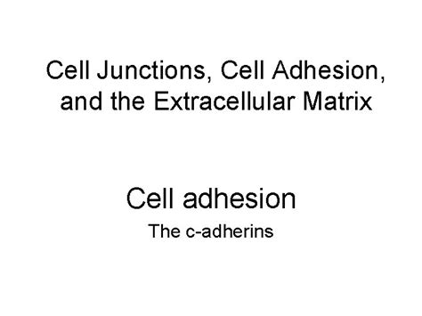 Cell Junctions Cell Adhesion and the Extracellular Matrix