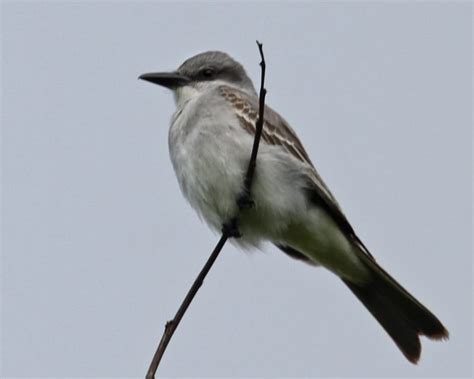 Gray Kingbird | Birdspix