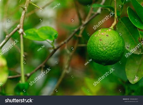 Citrus Canker Disease Causes By Bacteria Stock Photo 1096860821 ...