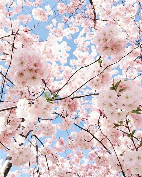 pinterest | shizerkei | Pastel pink aesthetic, Flower aesthetic, Spring ...