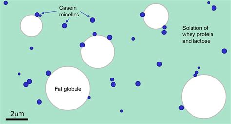 Measuring Size and Stability of Dairy Emulsions