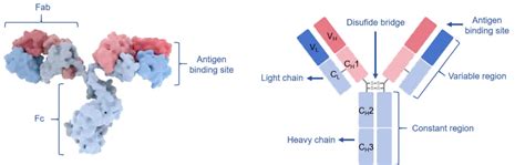 Antibody Structure & Isotypes - Creative Biolabs