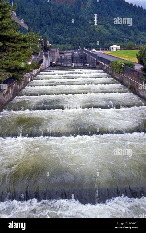 Fish Ladders at Bonneville Dam Columbia River Oregon Stock Photo - Alamy