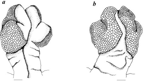 Figure 1 from Hemipeneal Morphology of Sri Lankan Dragon Lizards (Sauria: Agamidae) | Semantic ...