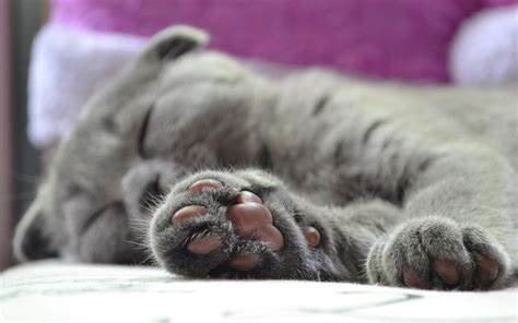 Swollen Paws in Cats: Symptoms & Causes | Canna-Pet®