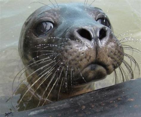 Seal Rescue Ireland | Things To Do In Wexford Ireland | Your Days Out