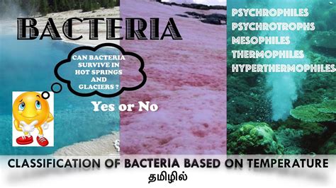 Bacterial Classification based on temperature/Psychrophiles /Mesophiles/Thermophiles / Tamil ...