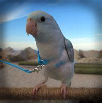 Parrotlet Harness | Parrotlet, Bird care, Baby animals