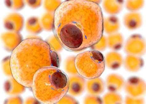 How can we stop fat cells from fueling cancer?