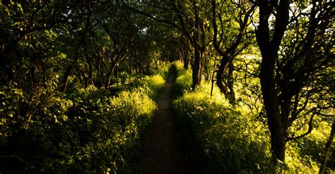 Free stock photo of bushes, foot path, footpath