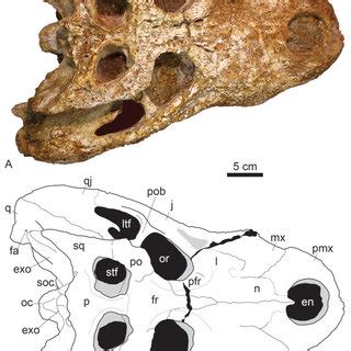 The skull table of a juvenile Allodaposuchus precedens Nopcsa, 1928... | Download Scientific Diagram